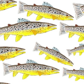 Hand Drawn Brown Trout on White