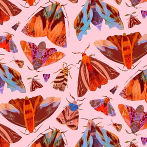 Sugar pastel moths - pinks and oranges