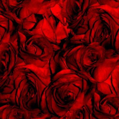 Blood Red Rose Fabric, Wallpaper and Home Decor | Spoonflower