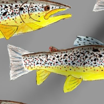 Hand Drawn Brown Trout on Grey