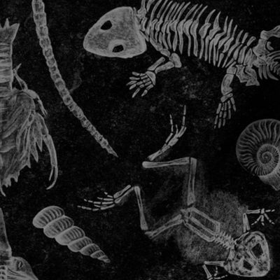 Prehistoric Fossil Illustrations Damask - Black & White