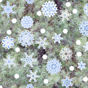 snowflake_G_Pine_2012oilify_BC