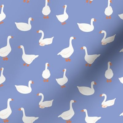 (S) White snow geese, farm goose, on blue, small
