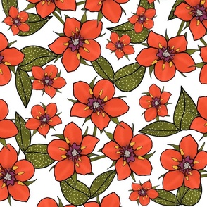 Scarlet Pimpernel Floral Pattern on a white background