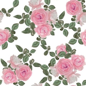 Pink roses on the white background 
