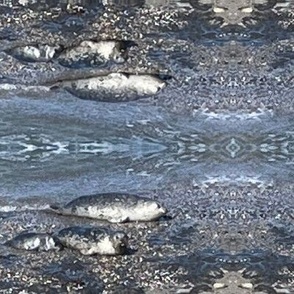 Harbor Seals Mirrored