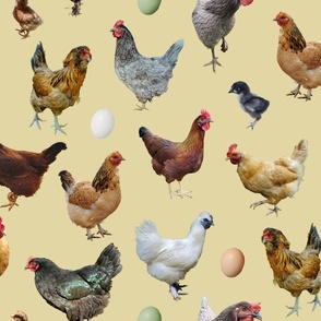 chicken real eggs tan large