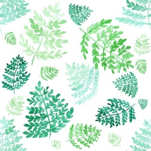 Ferns