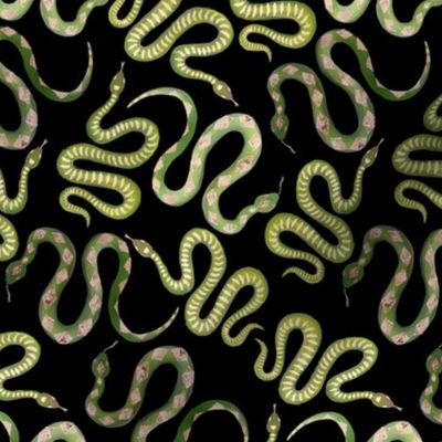 Small Green and Gold Leaf Snakes on Solid Black