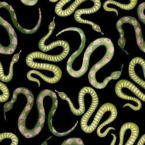 Small Green and Gold Leaf Snakes on Solid Black