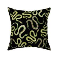 Large Green and Gold Leaf Snakes on Solid Black