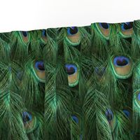 Tale of the Peacock Tail