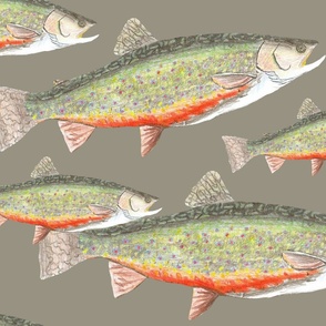 Hand Drawn Brook Trout on Soft Grey