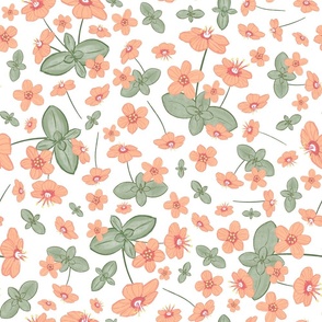 Scarlet pimpernel peach fuzz floral toss