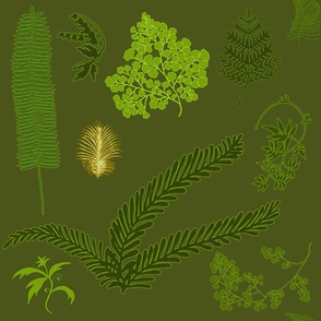 Collected Fern