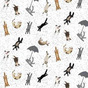 Raining Cats'n Dogs