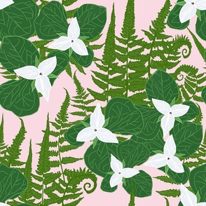 White Trillium and Ferns on a pink forest floor
