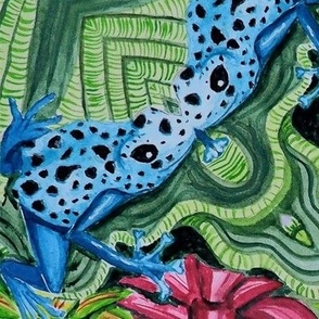 Rainforest  frog azureus