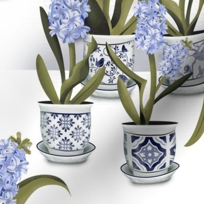 Hyacinth Pots on white