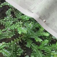 Forest_Ferns and_Fur