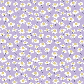 daisy field, chamomile field