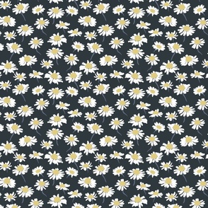 daisies, chamomiles on dark grey