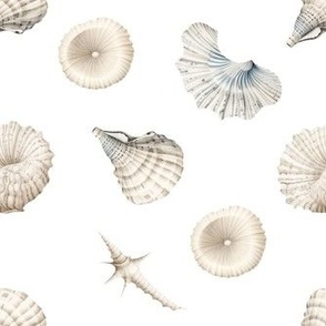 Sea shells white small scale