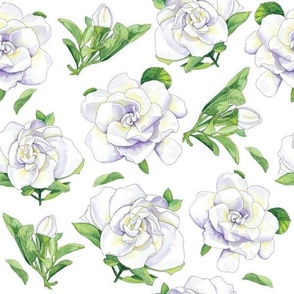 White Gardenia flowers in watercolors