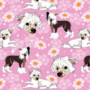 Chinese Crested Dog Peppa puppy with pink daisy flowers