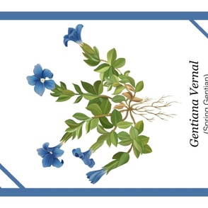 Spring Gentian Botanical Print