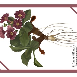 Mountain Primula Botanical Print