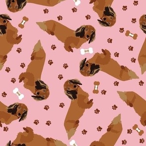 Long Hair Dachshund dog pink with dog treat and paw prints