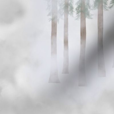 Foggy Coastal Redwoods Forest