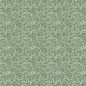 2848 grey-green bacteria