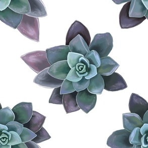 [Large] Succulent Model1 Simple on white