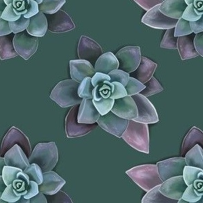 [Small] Succulent model1 on dark teal green