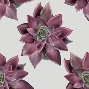 [Medium] Succulent Model2 Pink on eggshell