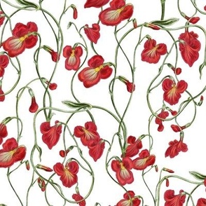 Simple - lobelia red flowers on white
