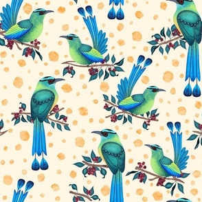 Motmot exotic birds wallpaper
