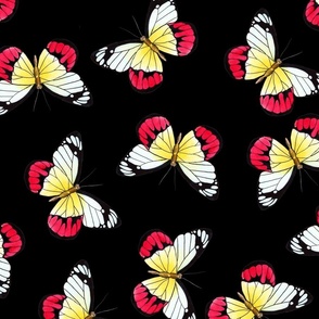 Butterflies yellow red black on black