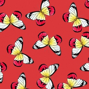 Butterflies yellow red black on red