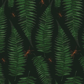 Ferns and Ants