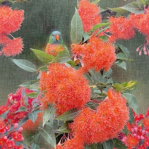 L Rainbow Lorikeets in eucalyptus flowers, orange blossom, green gum