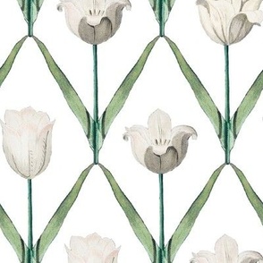 Tulips-white-X-Large