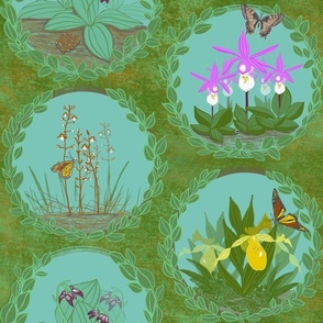 Terrestrial Orchid Forest Biome