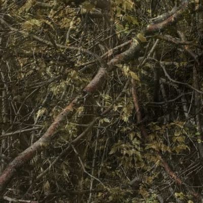 forest brambles