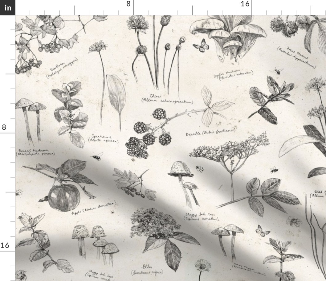 Edible Foraged Forest Biome Hand Drawn Pencil Wallpaper on Textured Beige Cream