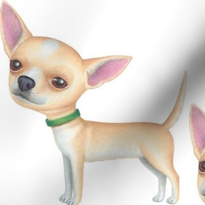 Funny Chihuahua posing cutely