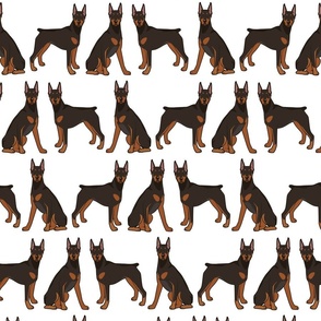 Doberman Dogs on White, Sit & Stand