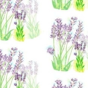 Lavender 